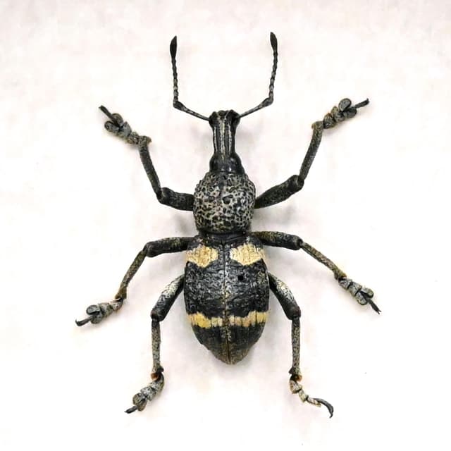 Real Weevil framed beetle taxidermy - Curculionidae species
