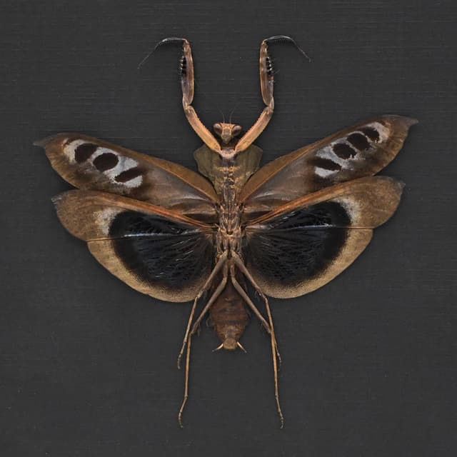 Real framed praying mantis taxidermy - Deroplatys desiccata
