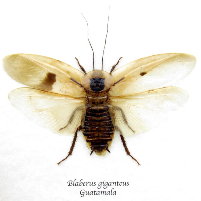 Real Giant Cave Cockroach framed taxidermy - Blaberus giganteus
