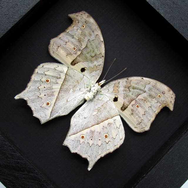 Mother of Pearl framed taxidermy butterfly - Salamis parhassus - verso
