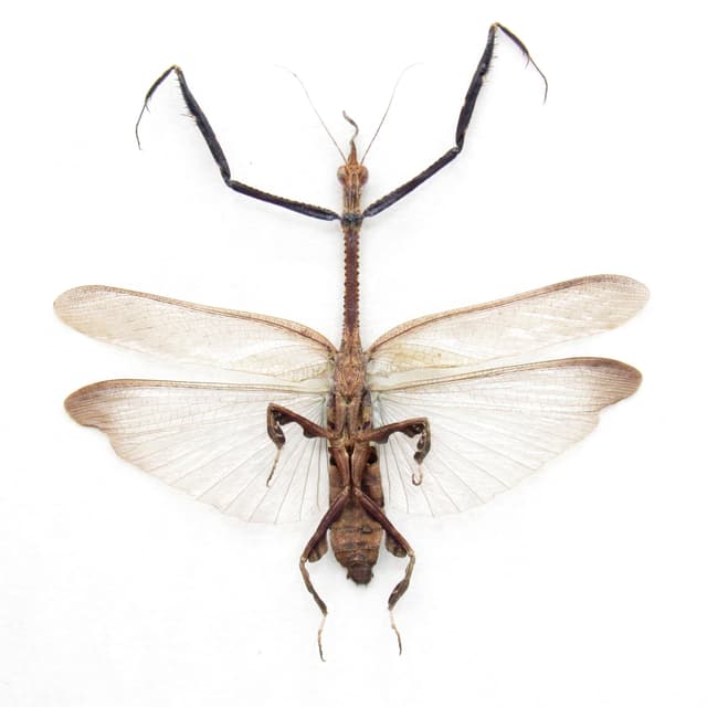 Rare Asian Ghost Mantis framed - Ceratocrania macra - female