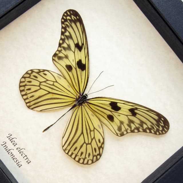 Rare Electra's Tree-Nymph butterfly framed taxidermy - Idea electra