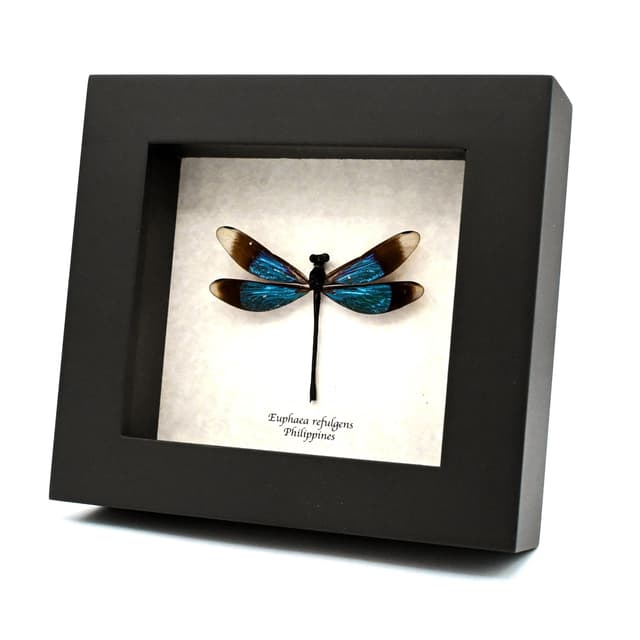 Real framed metallic dragonfly taxidermy - Euphaea refulgens