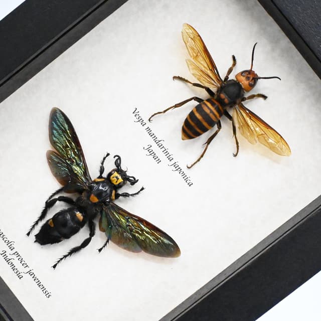 Worlds largest Hornet and largest Wasp framed taxidermy - Vespa mandarinia japonica and Megascolia procer javanensis - females