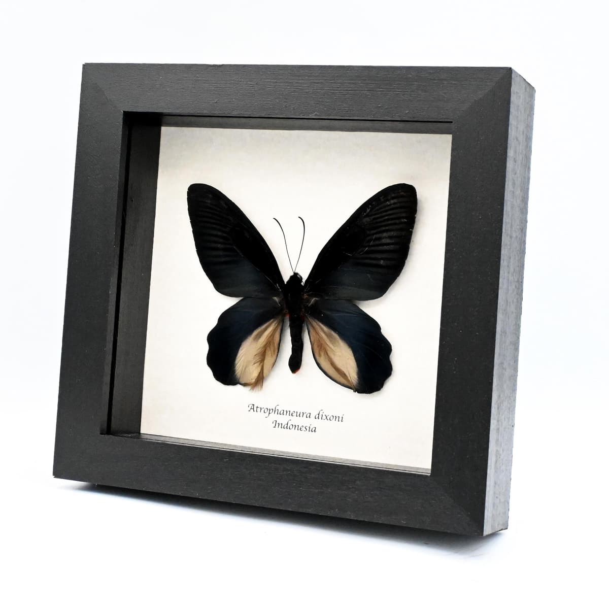 Rare Batwing butterfly framed taxidermy - Atrophaneura dixoni