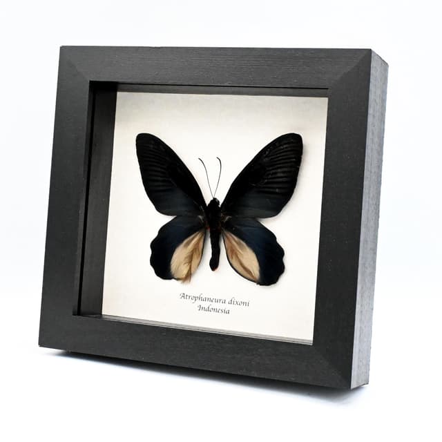 Rare Batwing butterfly framed taxidermy - Atrophaneura dixoni