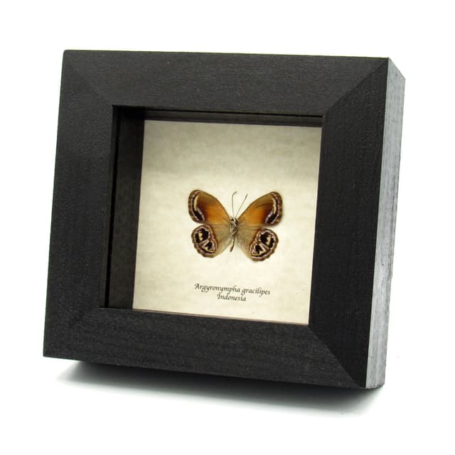 Real metallic gold Satyr butterfly framed taxidermy - Argyronympha gracilipes