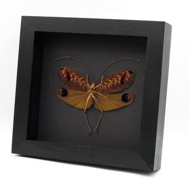 Rare Peacock katydid framed taxidermy - Pterochroza ocellata