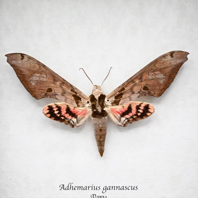 Large pink Sphinx moth framed taxidermy - Adhemarius gannascus