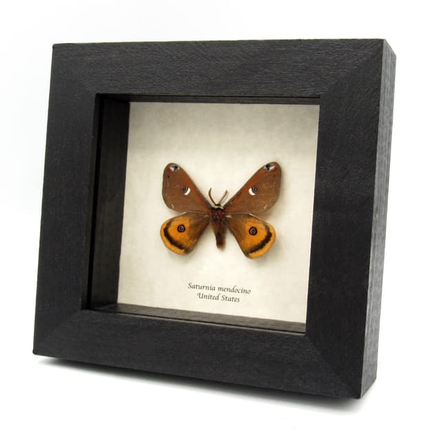 Real Mendocino Saturnia moth framed taxidermy - Saturnia mendocino