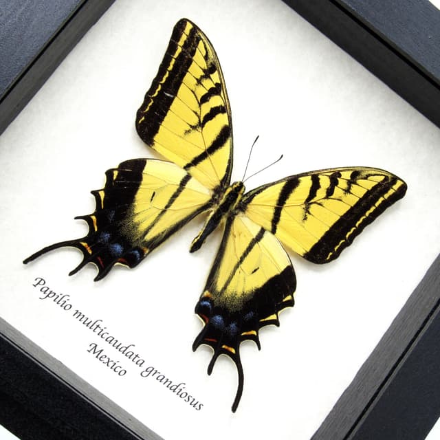 Rare large Two-Tailed Swallowtail framed - Papilio multicaudata grandiosus