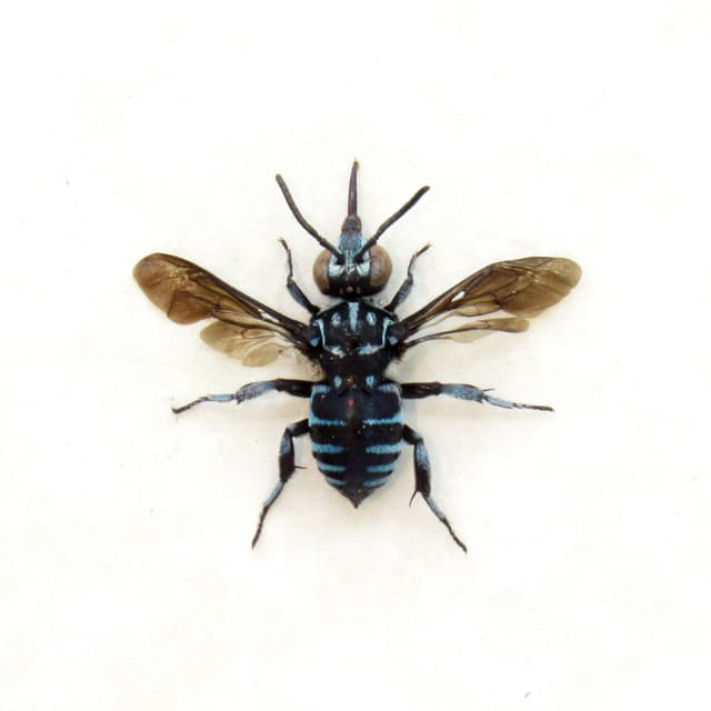 Real tiny blue bee framed taxidermy - Apidae species