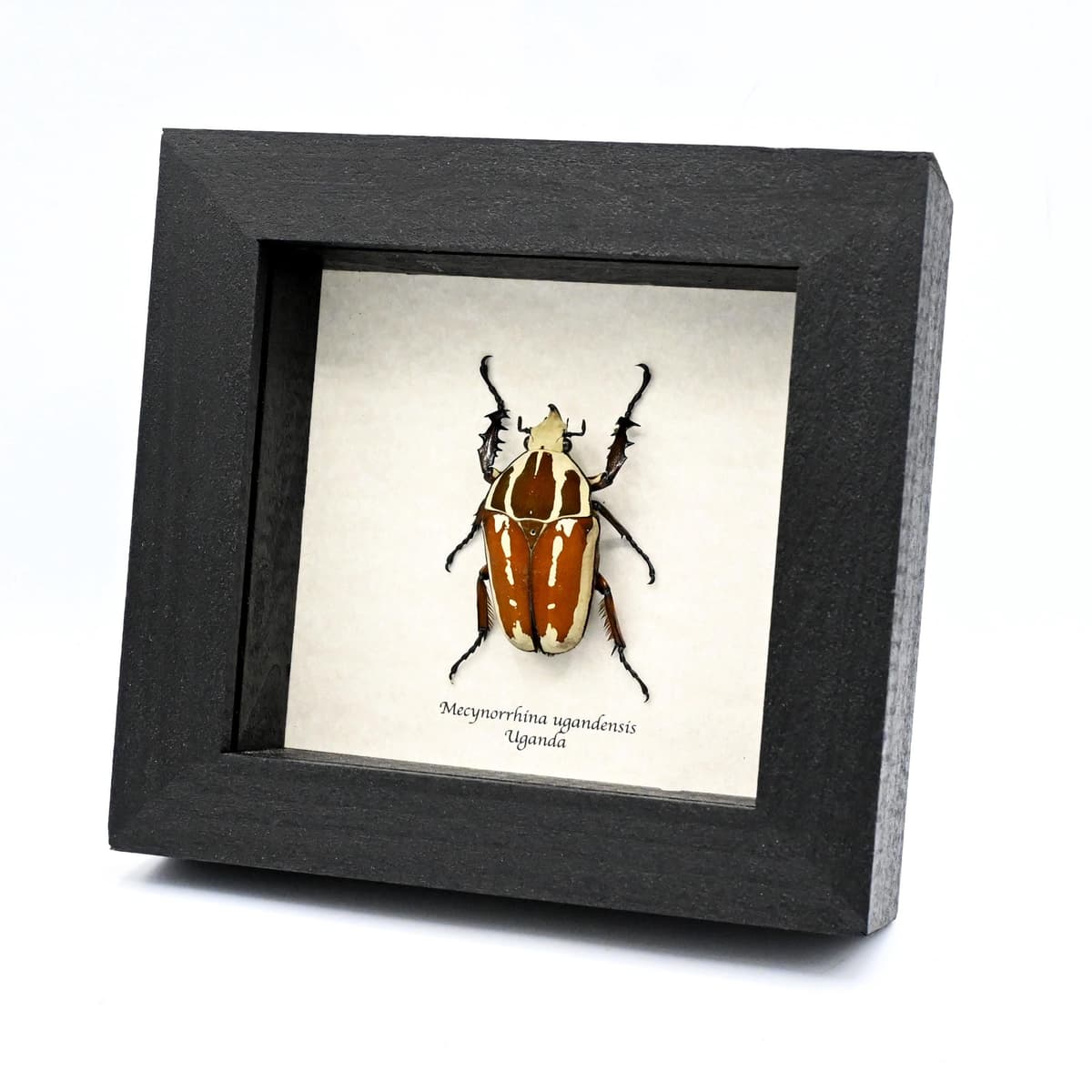 Large Scarab beetle framed taxidermy - Mecynorrhina ugandensis