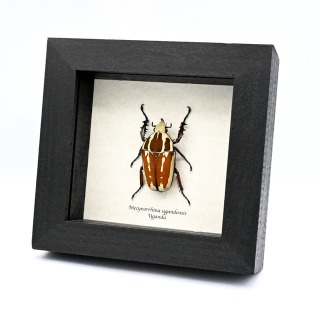 Large Scarab beetle framed taxidermy - Mecynorrhina ugandensis
