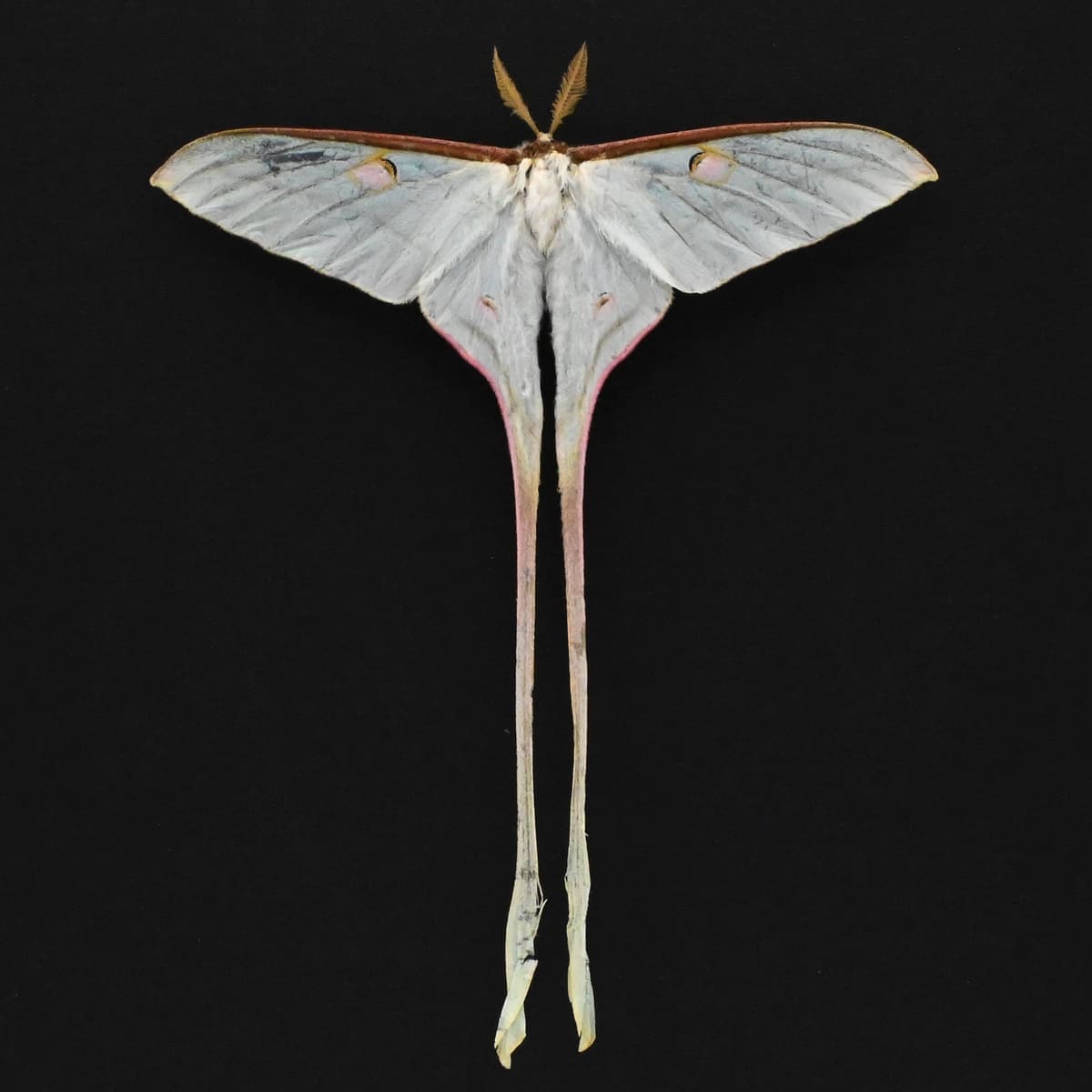 Rare XL Celestial Moon Moth framed taxidermy - Actias chapae - Victorian mount - minor damage