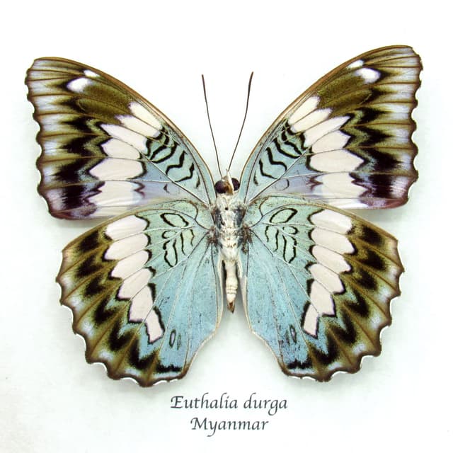 Rare real Blue Duke butterfly framed specimen - Euthalia durga