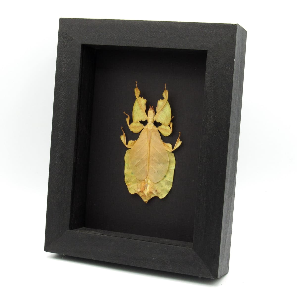 Rare yellow Walking Leaf bug framed taxidermy - Phyllium pulchrifolium