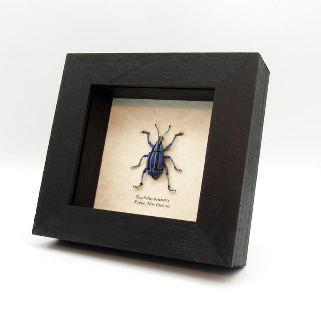 Rare blue and purple Weevil framed taxidermy - Eupholus bennetti