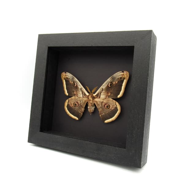 Real large Peacock moth framed taxidermy - Saturnia pyri