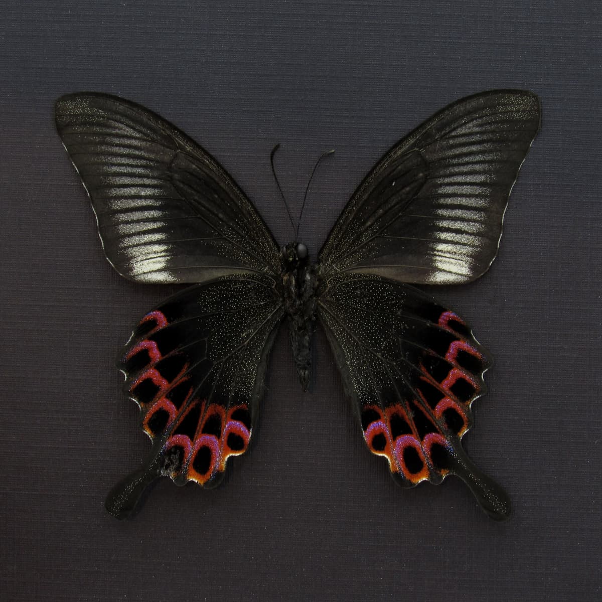 Rare Swallowtail butterfly framed taxidermy - Papilio hoppo