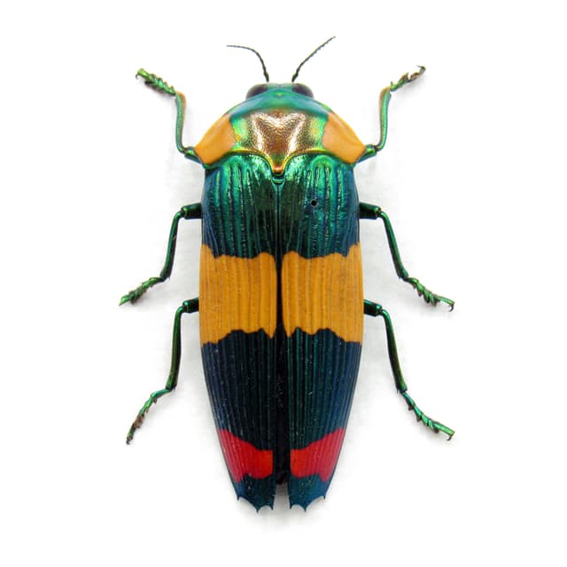 Very rare Jewel beetle framed specimen - Calodema suhandae - large female