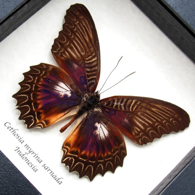 Real Violet Lacewing butterfly framed taxidermy - Cethosia myrina sarnada