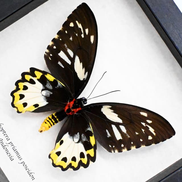 Real XL butterfly framed taxidermy - Ornithoptera priamus poseidon - female