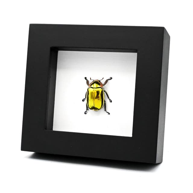 Very rare gold Jewel beetle framed taxidermy - Chrysina aurigans