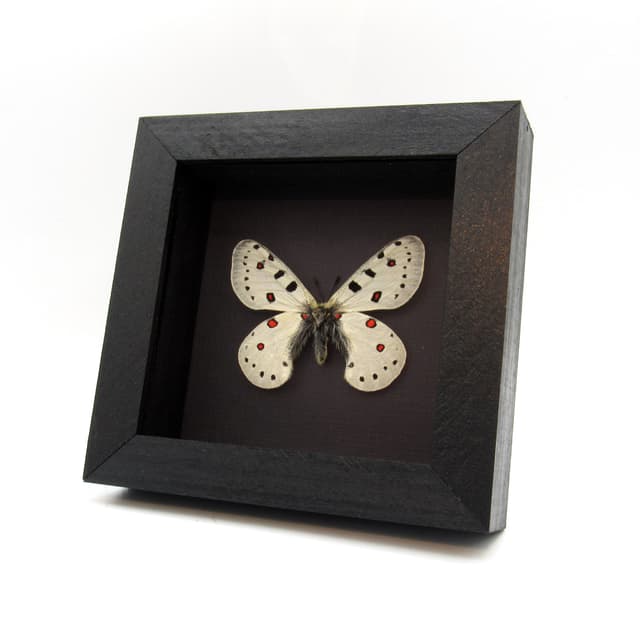 Rare white Snow Apollo butterfly framed taxidermy - Parnassius apollonius alpinus