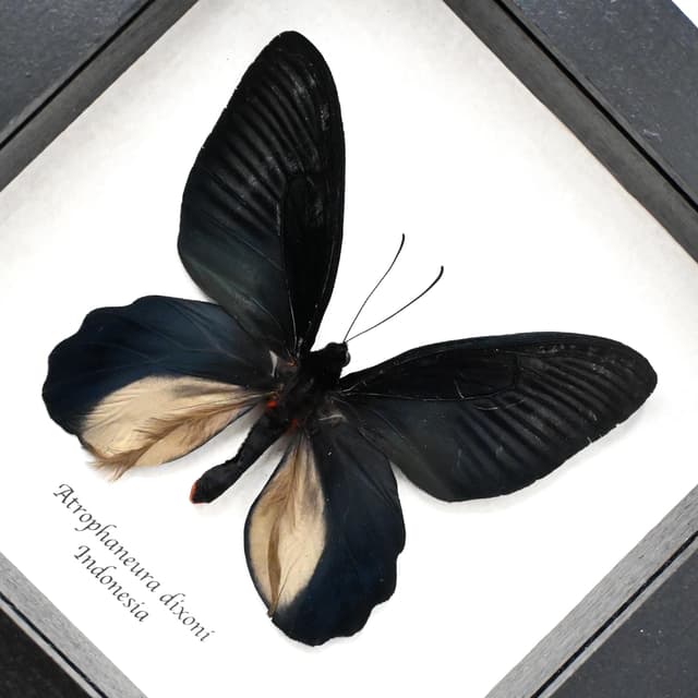 Rare Batwing butterfly framed taxidermy - Atrophaneura dixoni