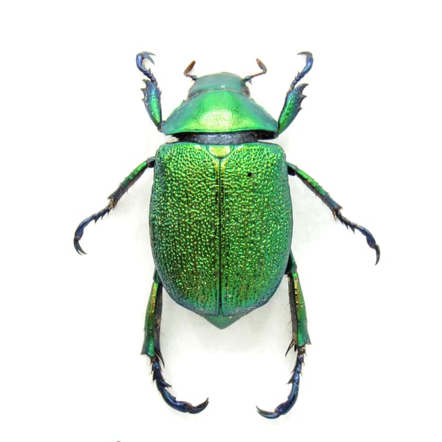Real metallic green Frog beetle framed taxidermy - Chrysophora chrysochlora - female