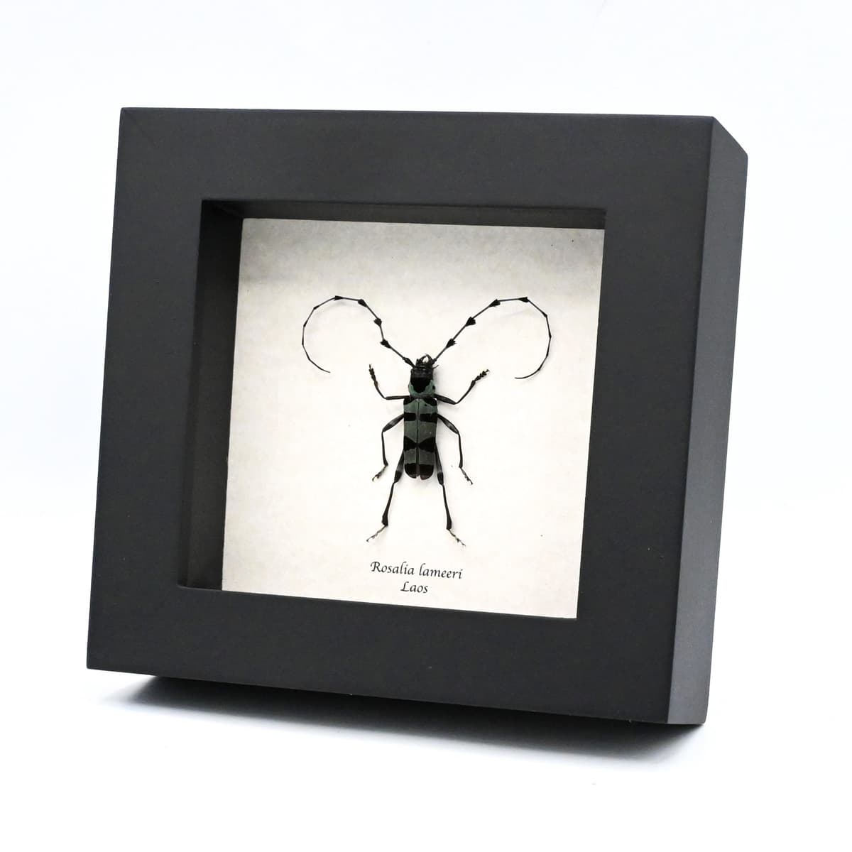 Real blue Longhorn beetle framed taxidermy - Rosalia lameeri