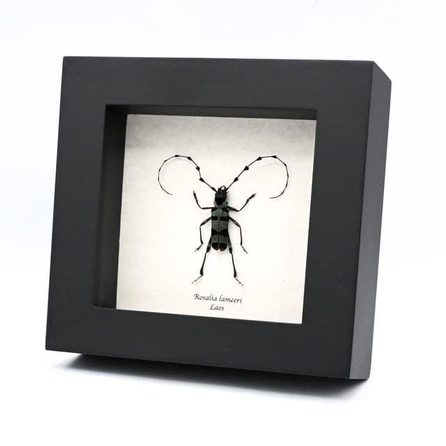 Real blue Longhorn beetle framed taxidermy - Rosalia lameeri
