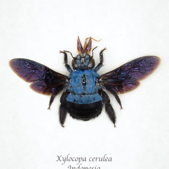 Real blue carpenter bee framed taxidermy - Xylocopa cerulea