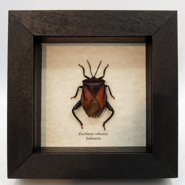 Giant Shield bug framed taxidermy - Eusthenes robustus
