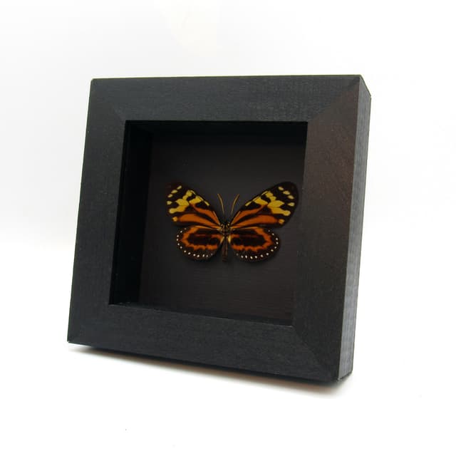Real orange Tropical Milkweed butterfly framed taxidermy - Lycorea halia