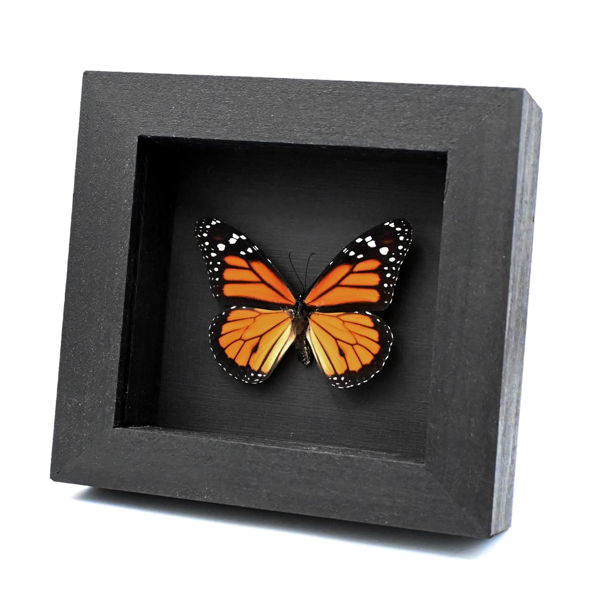 Large real Monarch framed taxidermy butterfly - Danaus plexippus