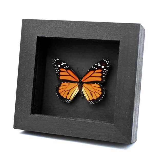 Large real Monarch framed taxidermy butterfly - Danaus plexippus