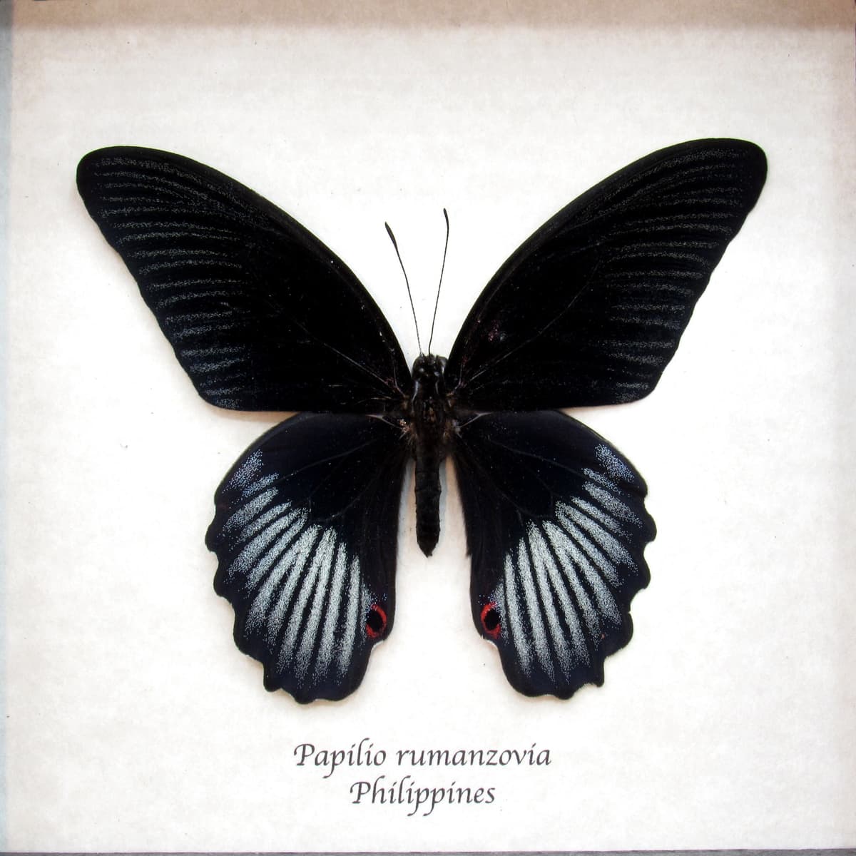 Real black Swallowtail butterfly framed taxidermy - Papilio rumanzovia