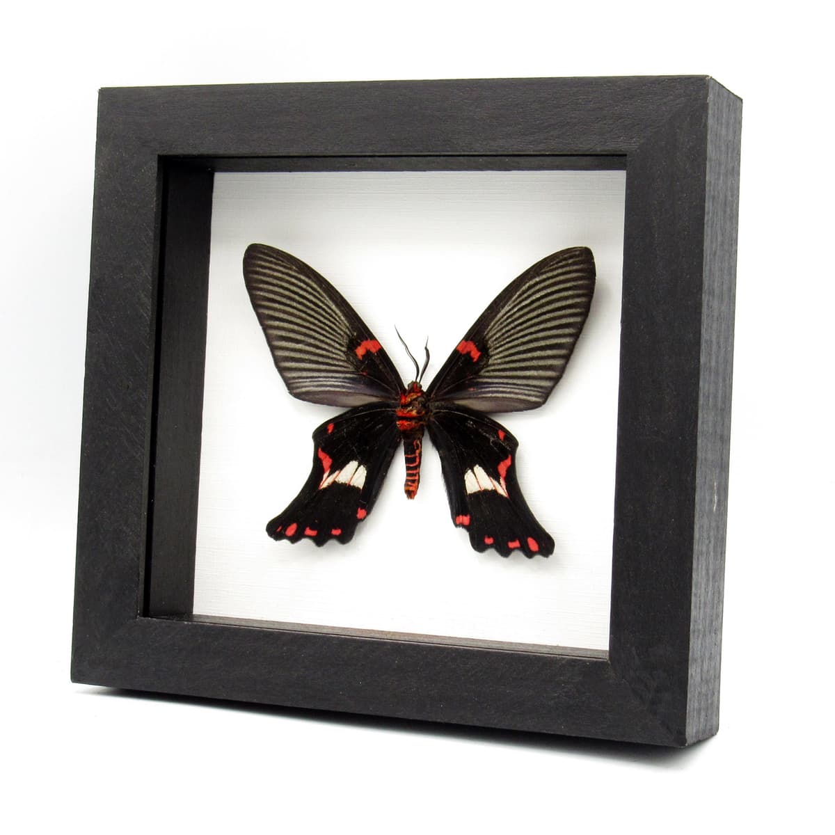 Rare moth framed taxidermy - Epicopeia polydora - Butterfly mimic