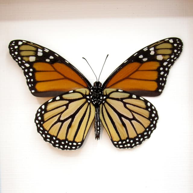 Real XL Monarch framed butterfly taxidermy - Danaus plexippus