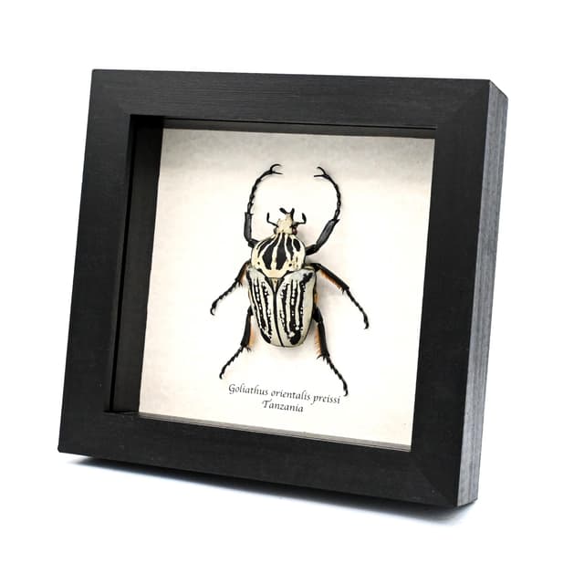 Real giant Flower beetle framed taxidermy - Goliathus orientalis preissi (usambarensis)