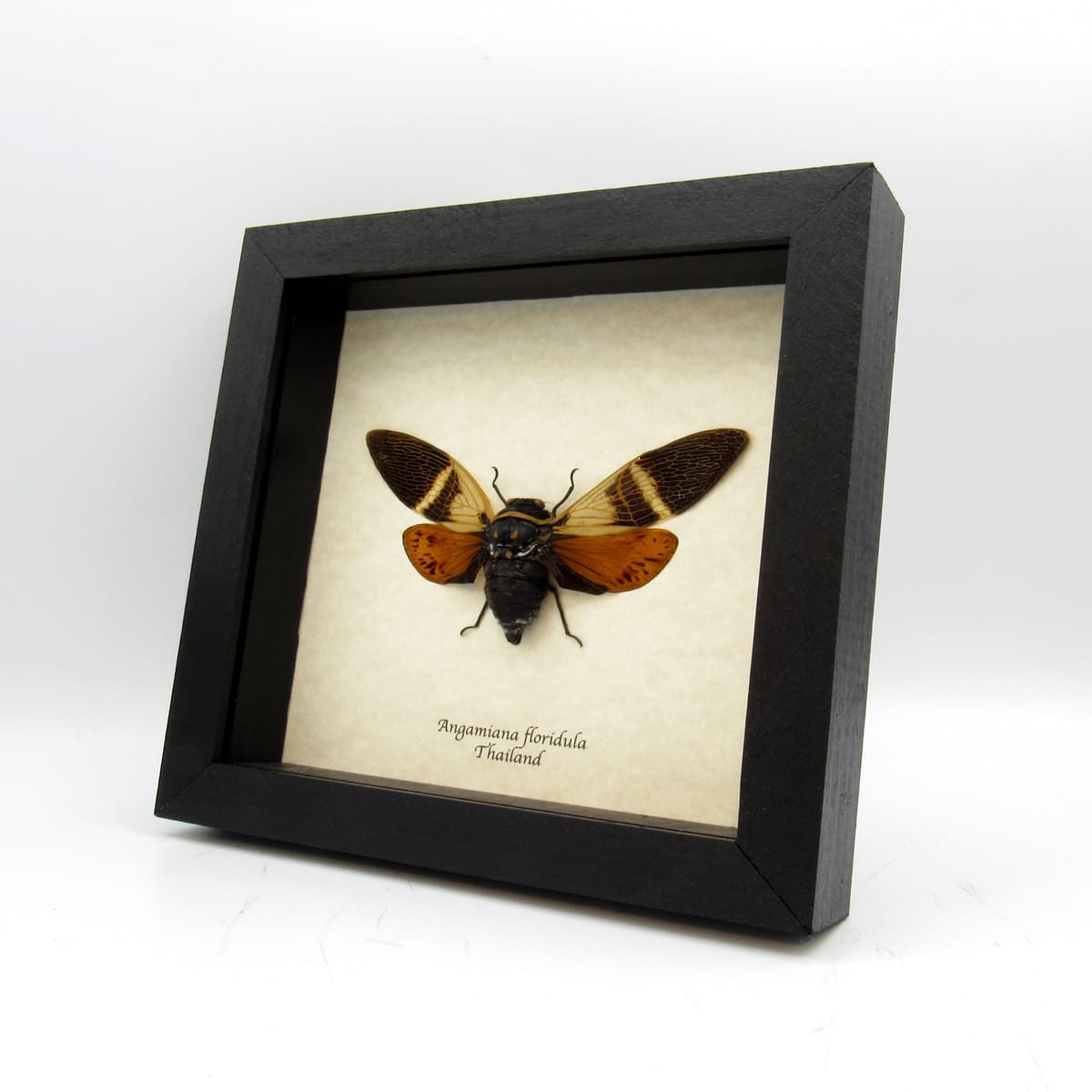 Real orange Giant Cicada framed taxidermy - Angamiana floridula