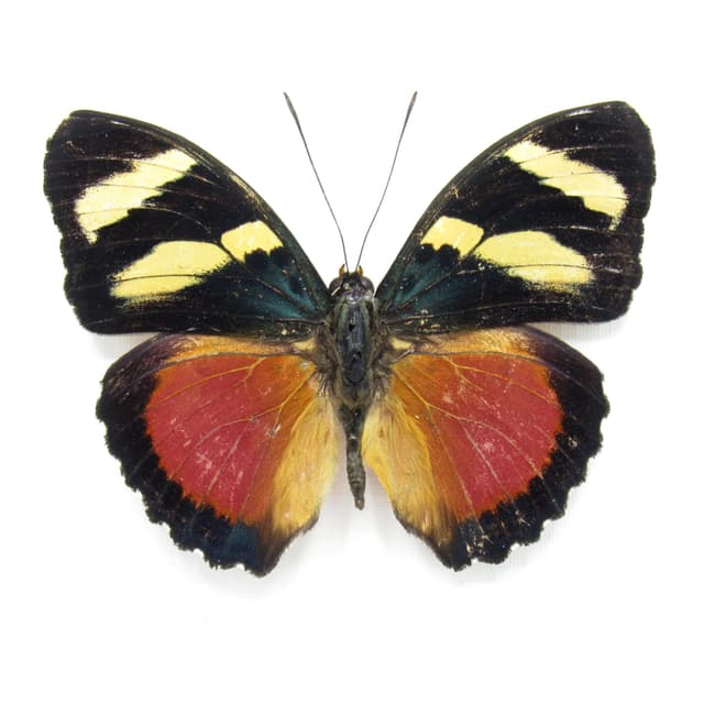 Rare Zaddach's Mimic Forester butterfly framed specimen - Euphaedra zadacci