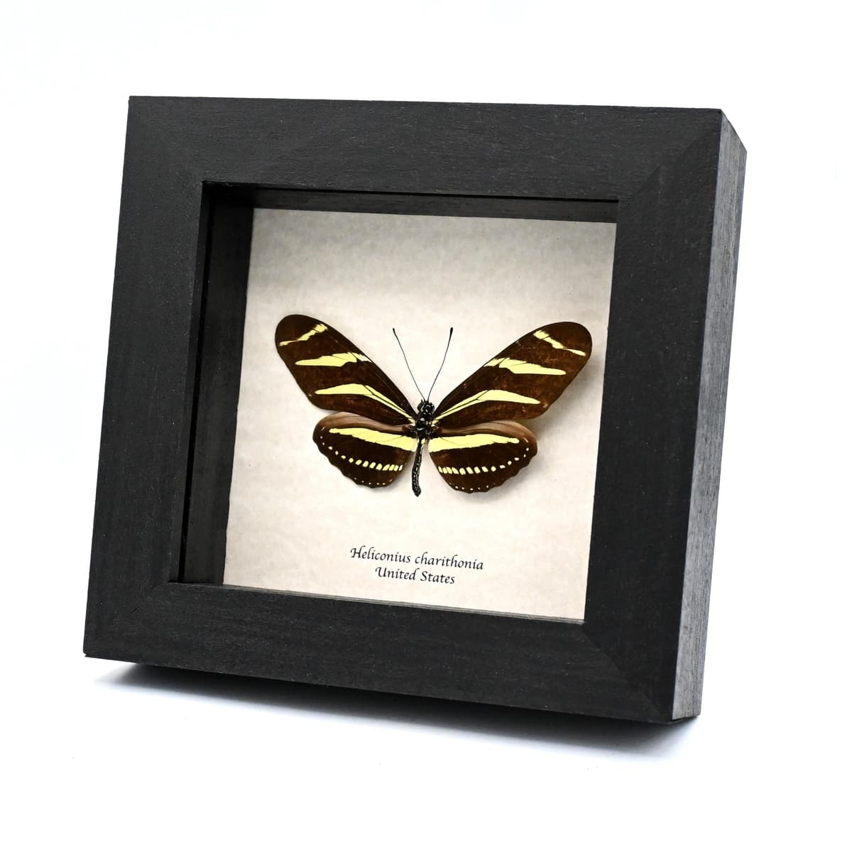 Real Zebra Longwing butterfly framed taxidermy - Heliconius charithonia