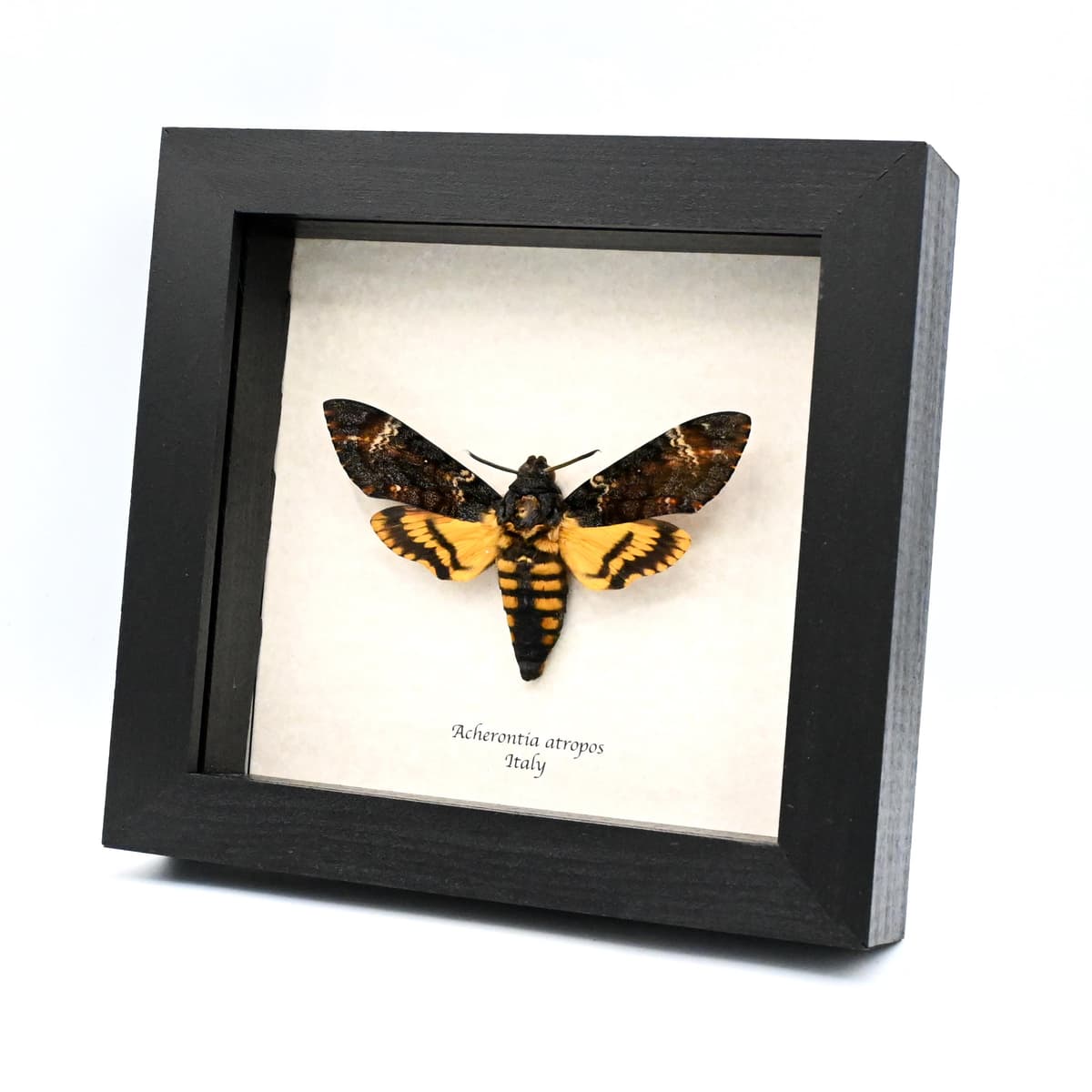 Real Large Death's-head Hawkmoth framed taxidermy moth - Acherontia atropos - large