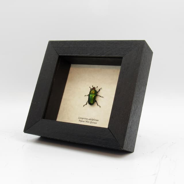 Real framed taxidermy beetle - Lamprima adolphinae - female