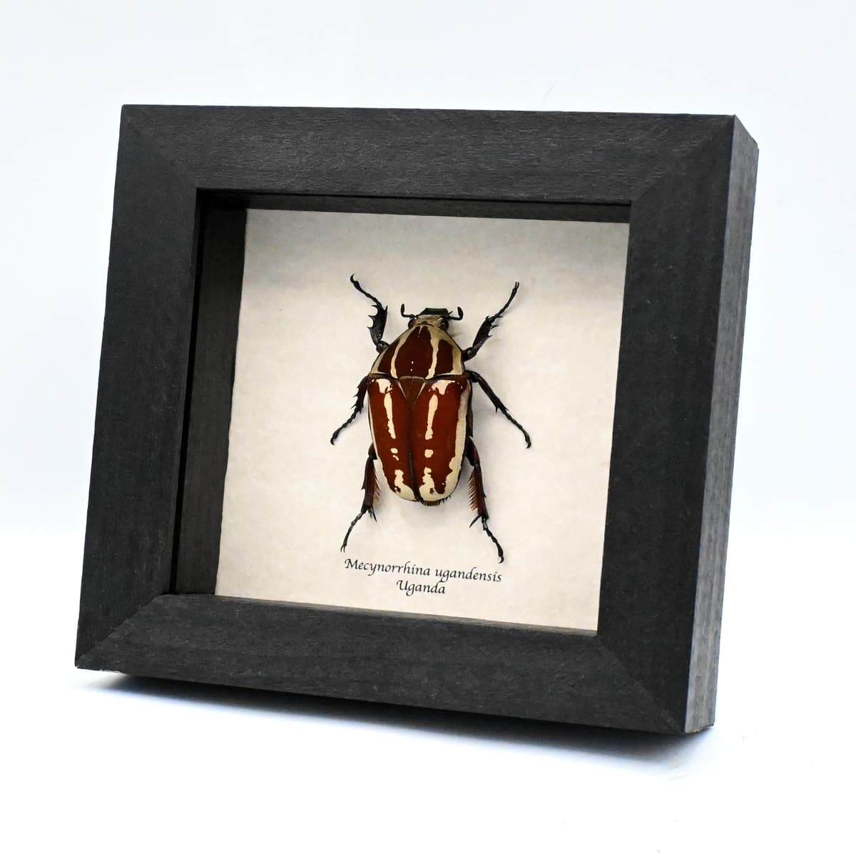 Large Scarab beetle framed taxidermy - Mecynorrhina ugandensis - female