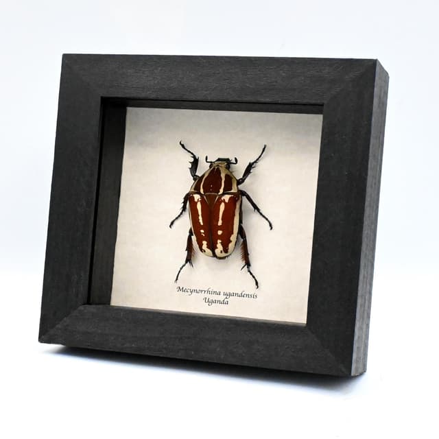 Large Scarab beetle framed taxidermy - Mecynorrhina ugandensis - female
