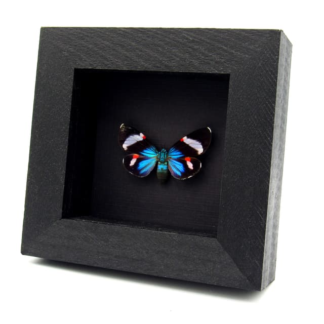 Rare metallic Day Moth framed taxidermy - Hypocrita calida - white banded female
